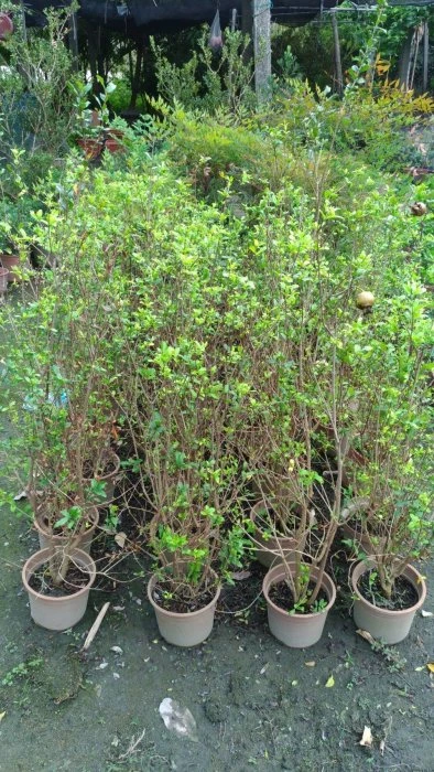 超優質花種( 白花石榴 )