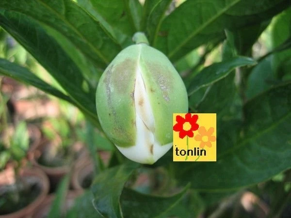 香花植物(夜合花)