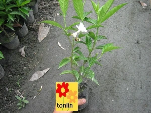 超優質花種( 馬茶花 )