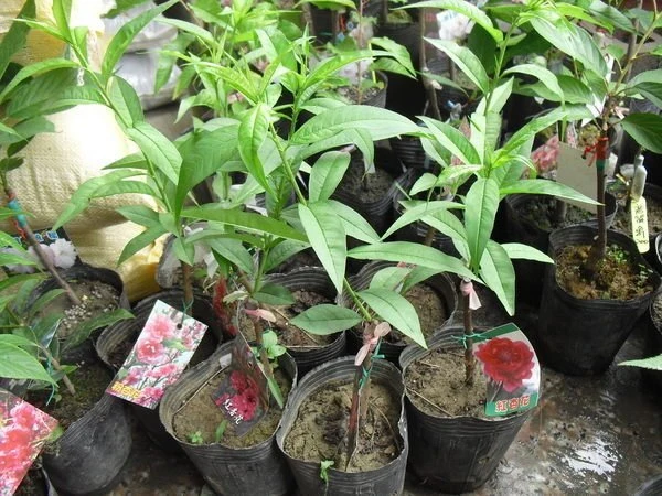 超優質樹種( 杏花 ) 