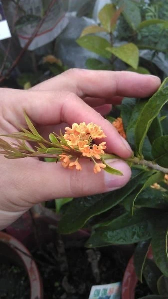 (早花丹桂)桂花