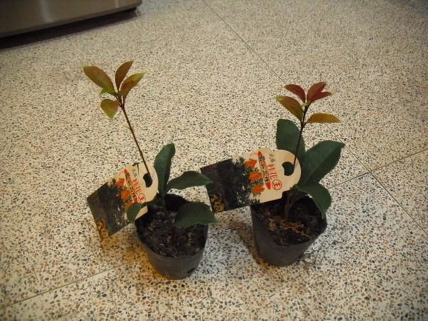 朱砂桂花 