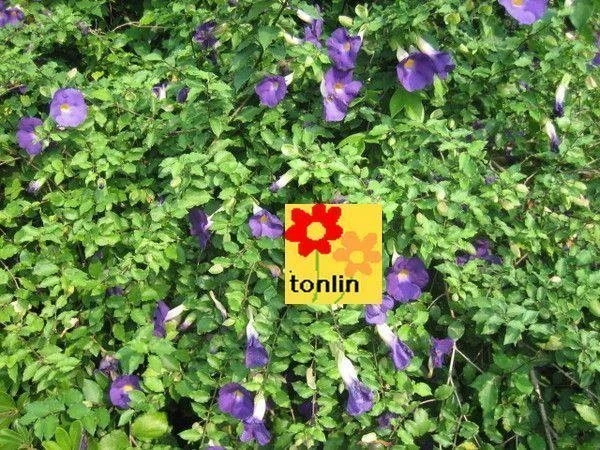 立鶴花