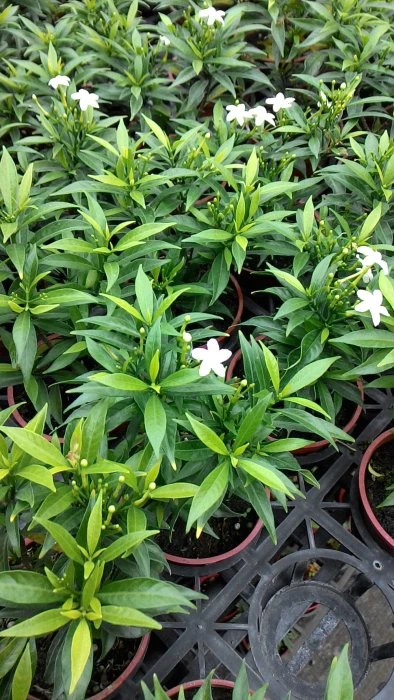 超優質花種( 迷您馬茶花 )珍珠馬茶花