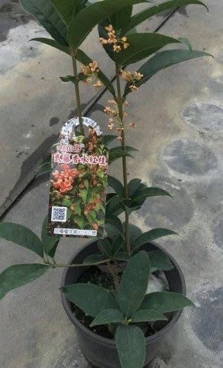 珍稀桂花(武藤香水紅桂花) 香水紅桂花