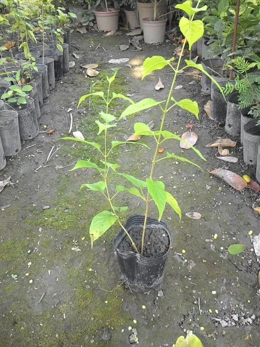 常綠灌木**(陽傘花)官帽花**