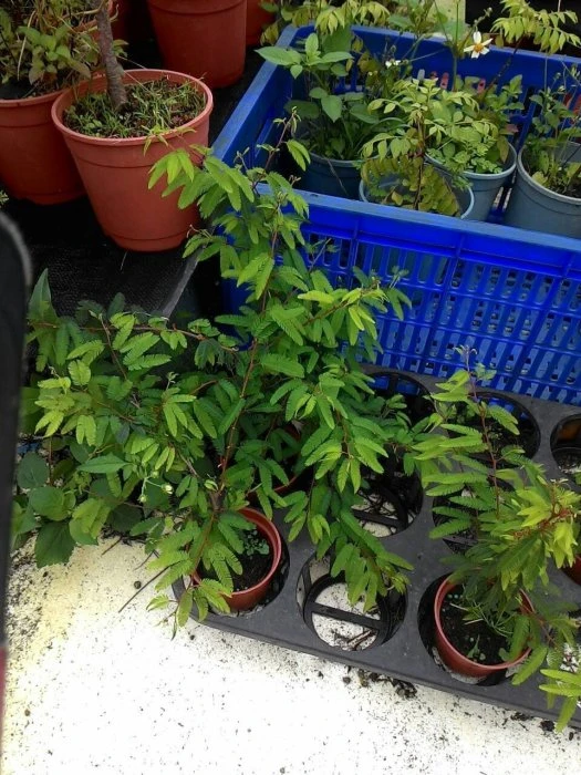 香水合歡