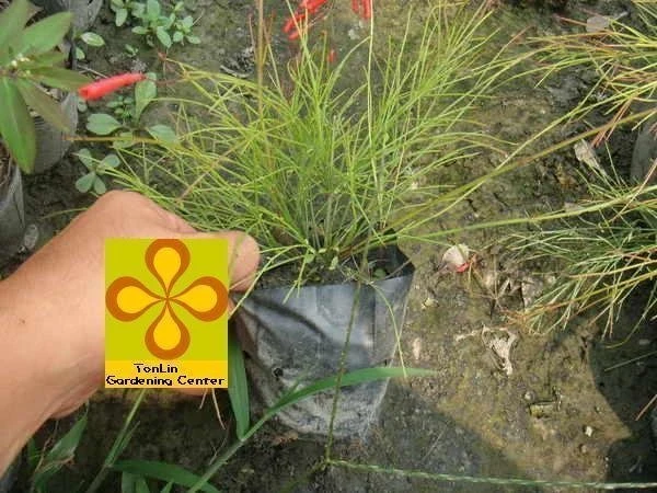 多年生草本(炮竹紅)花丁子