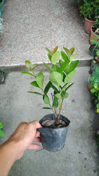 (熊貓仙丹)紅熊貓
