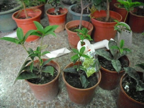 (狀元紅桂)桂花
