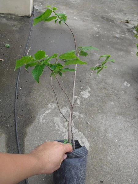 落葉灌木**(素心臘梅)素心蠟梅