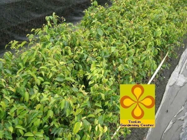 超優質樹種( 垂榕) . .圍籬適用