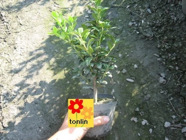 ( 英國冬青 )玉粒紅