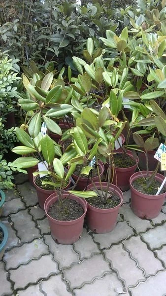 (木蘭花)洋玉蘭