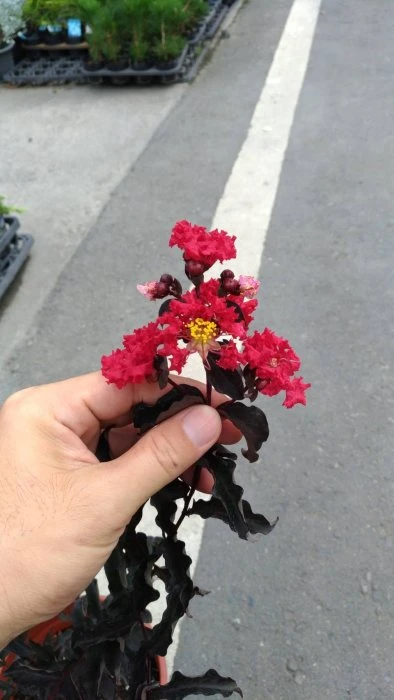 (雙紅紫薇)紫葳