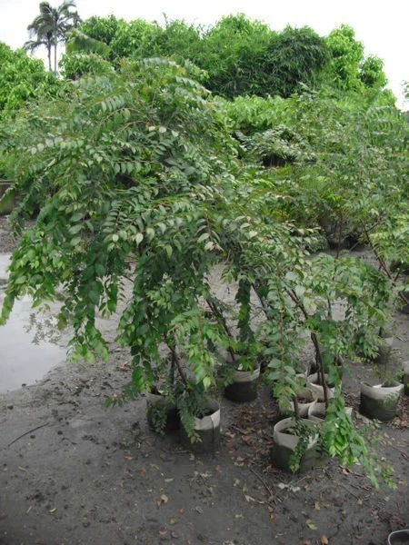 (櫸木)台灣櫸