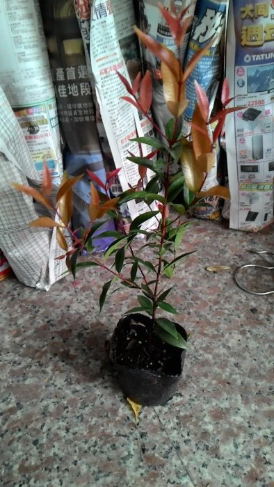 (長紅木)長虹木