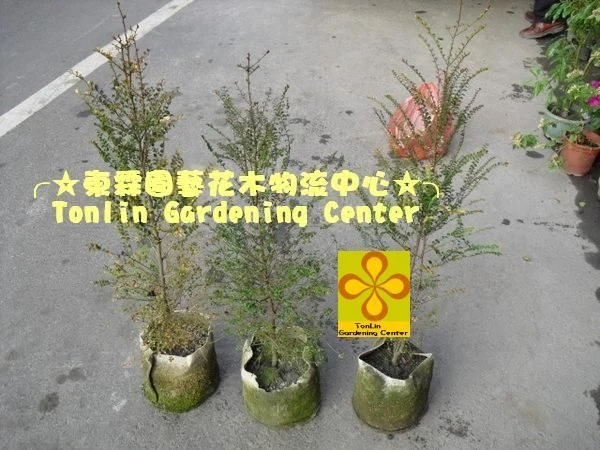 (楓港柿)紅紫檀