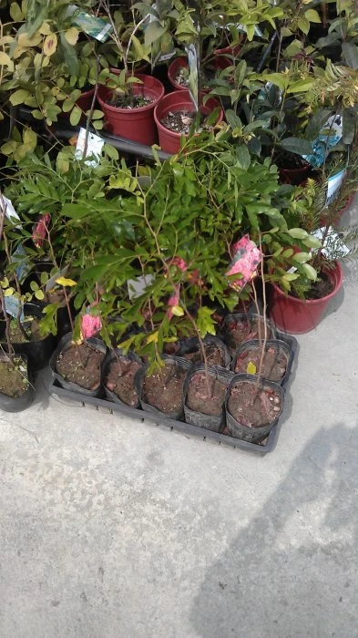 (紅火樹)猴花樹