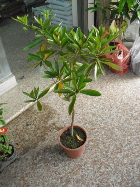 (雲頂牡丹) 黃金蒲桃