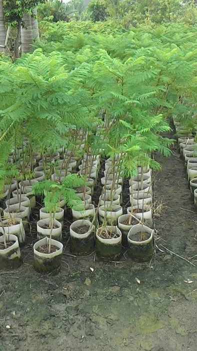 (藍花楹)巴西紫葳