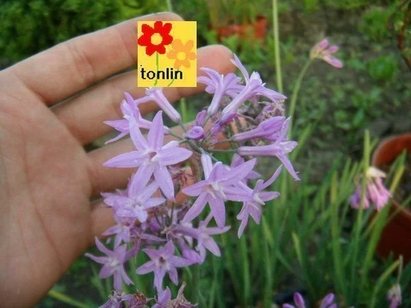 紫嬌花