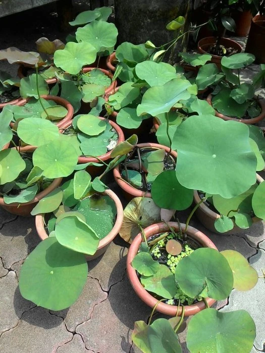 優質蓮花---(荷花)