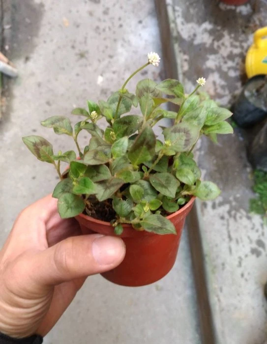 粉球藜(頭花蓼)