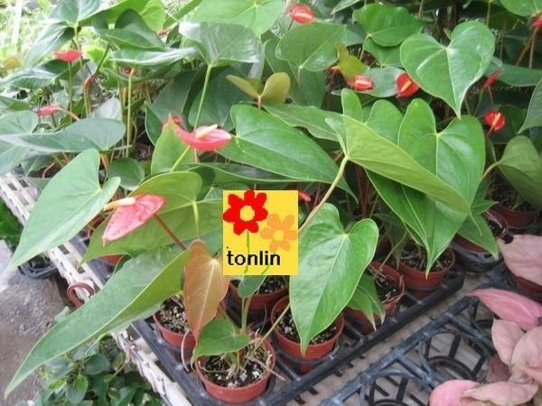 火鶴花