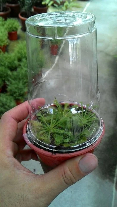 毛氈苔