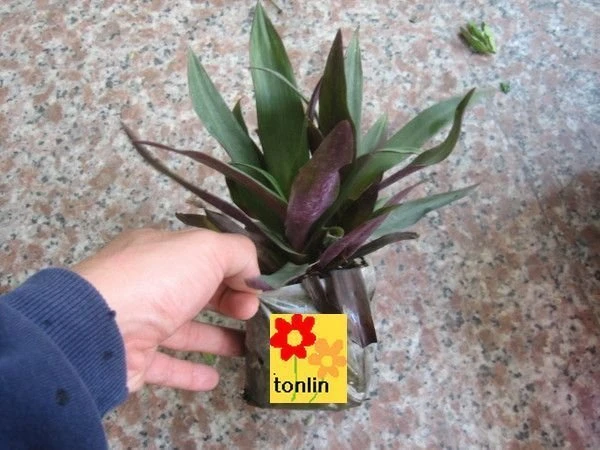小蚌蘭