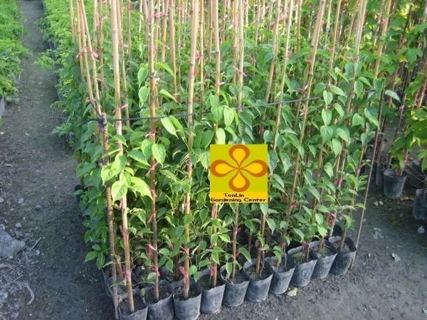 炮仗花