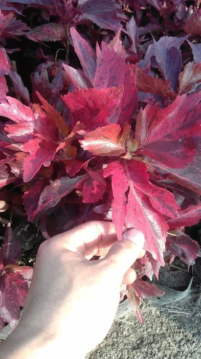 (紅葉鐵莧)紅葉鐵莧