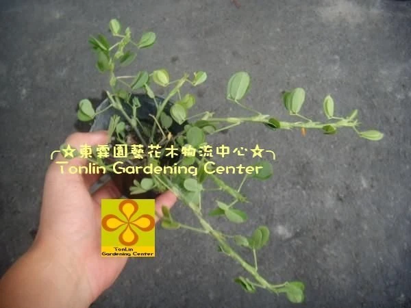 蔓花生