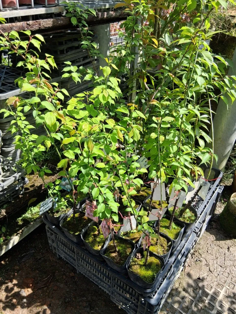 白花國梅