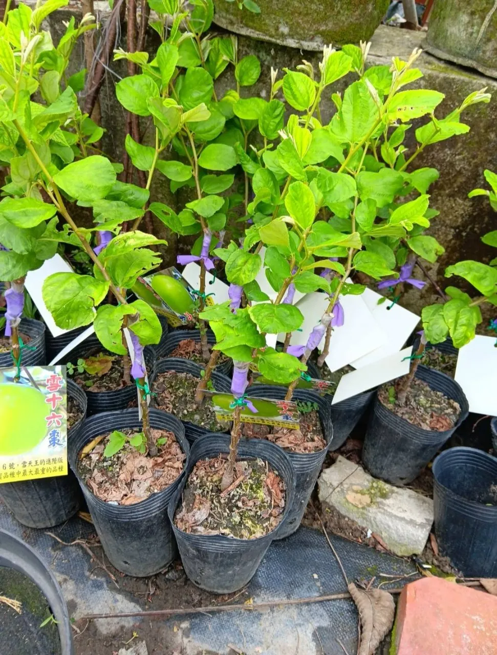 中葉蘋果蜜棗