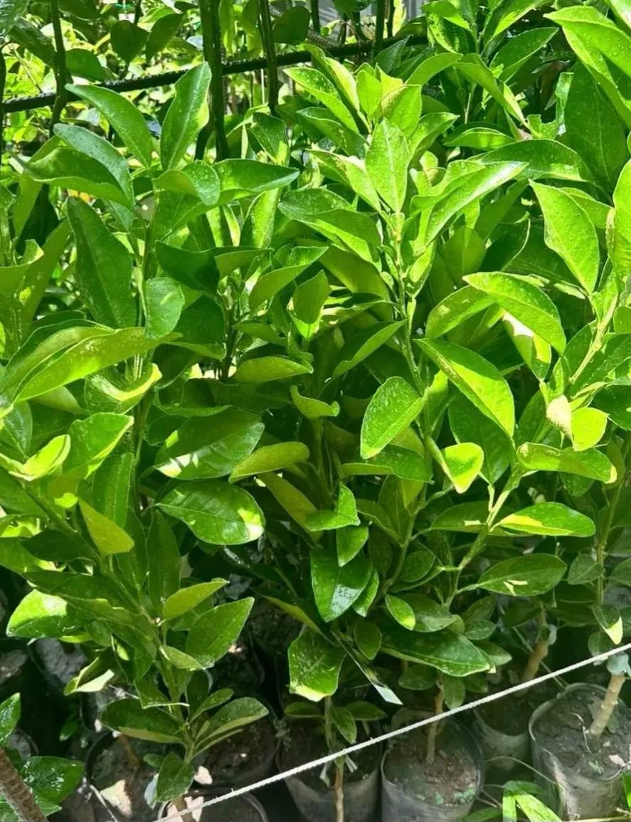 香水帝王柚