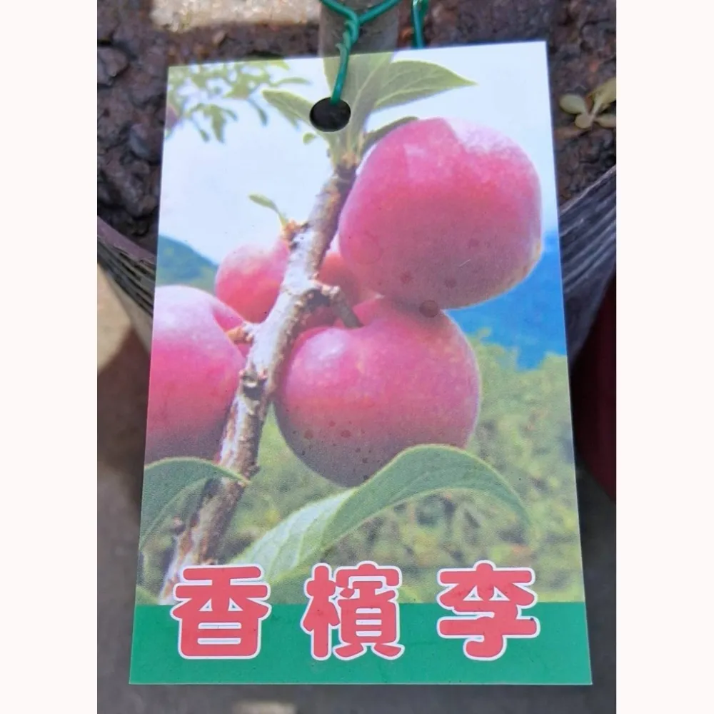 香檳蜜李