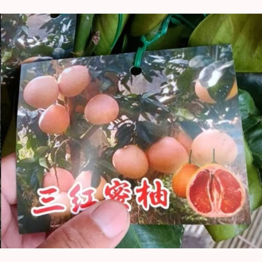 三紅蜜柚