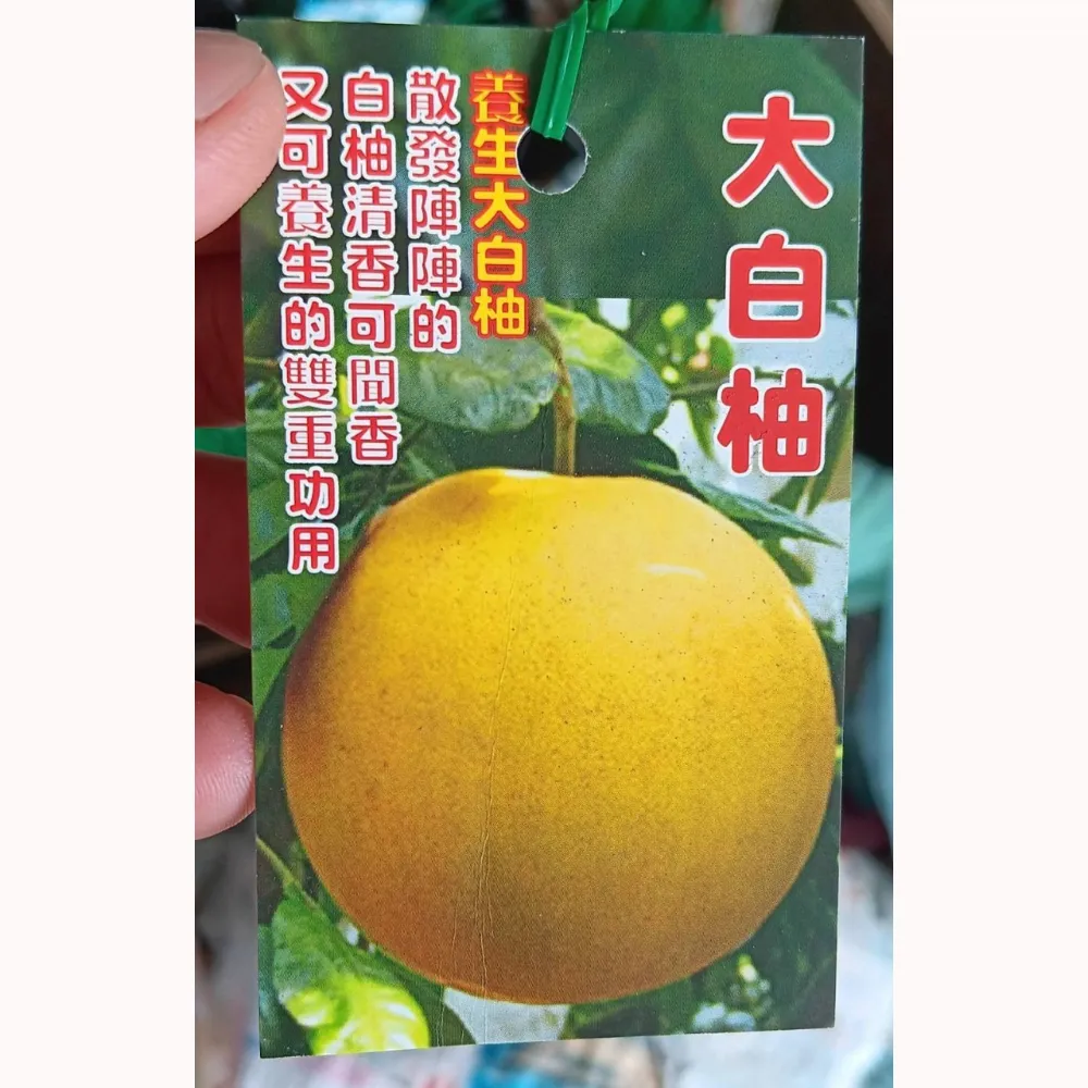 大白柚