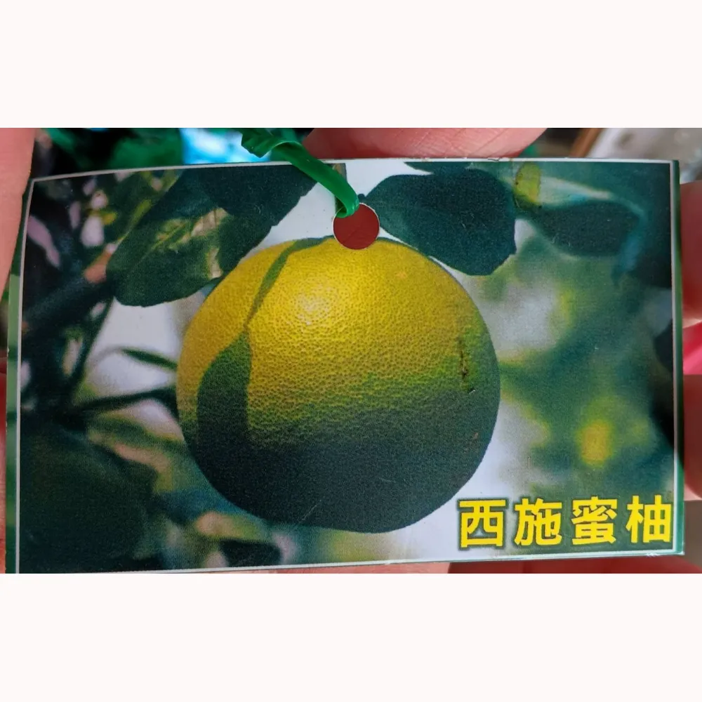 西施蜜柚