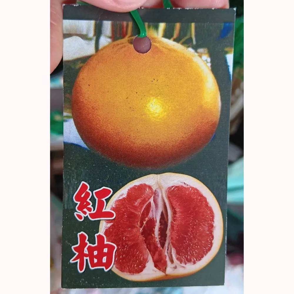 紅柚