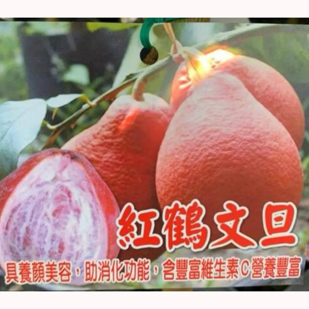 紅鶴文旦