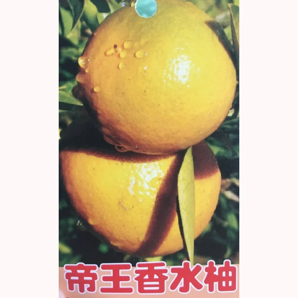 香水帝王柚