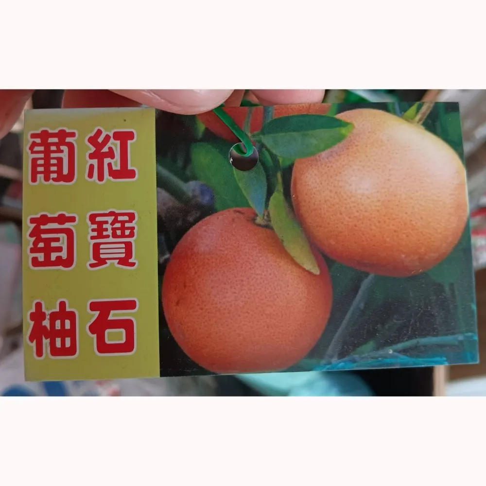 甜葡萄柚