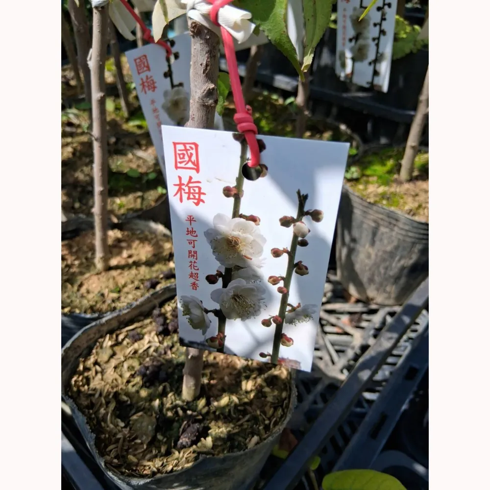 白花國梅