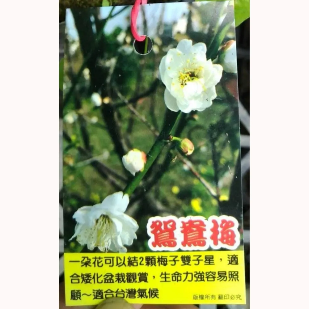 鴛鴦梅