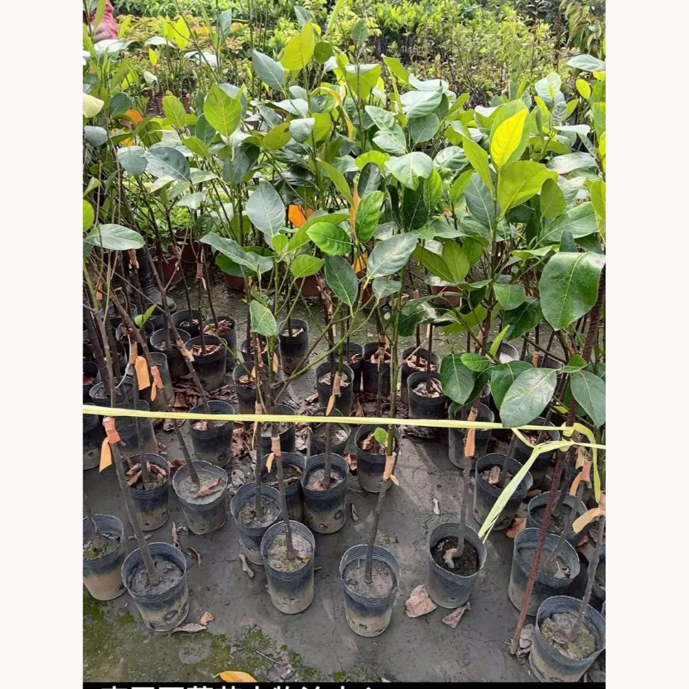 厚肉J33波羅蜜