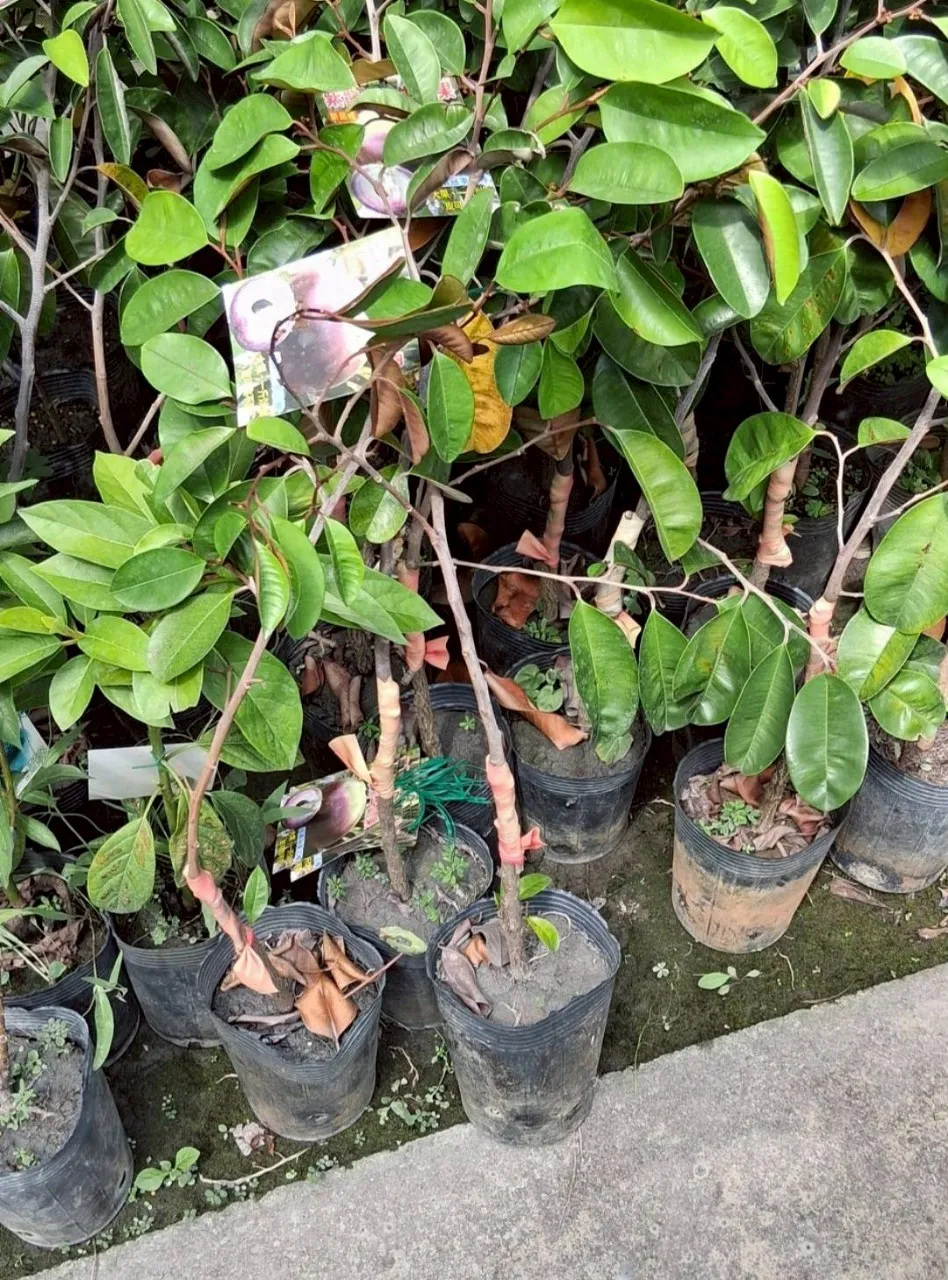 紫霸牛奶果