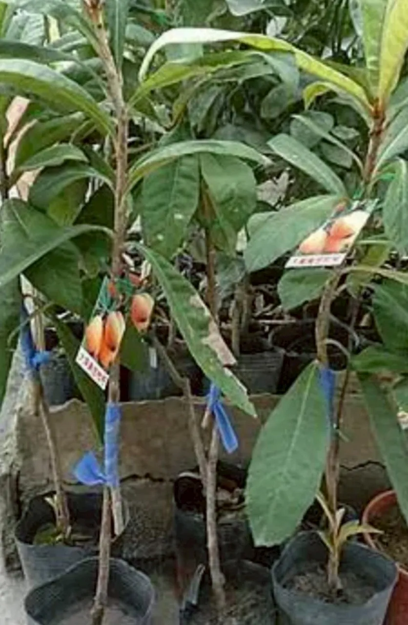 茂木枇杷